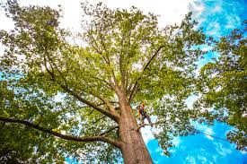 Best Tree Disease Treatment  in Jonesboro, LA